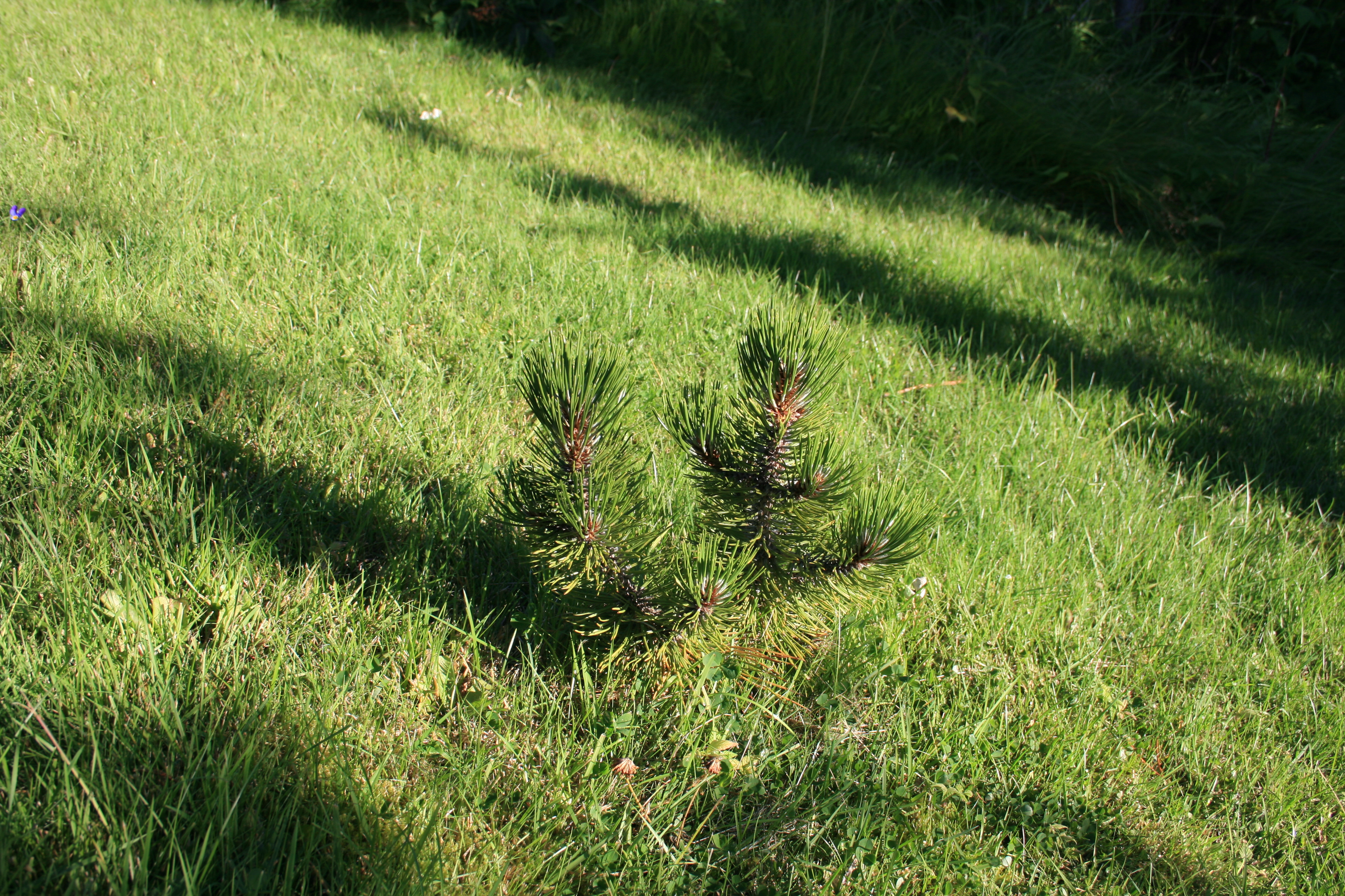 Pinus heldreichii Höfða 250813.JPG